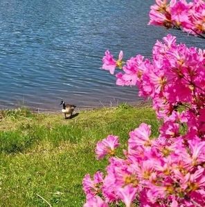 Meet your Posher, Pedro